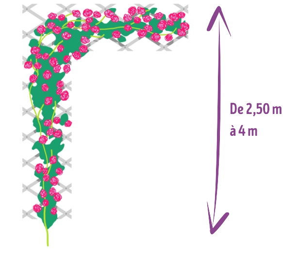 Rosier à palisser sur un support