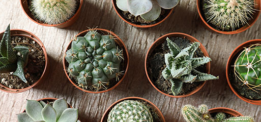 Terreau cactees et plantes grasses