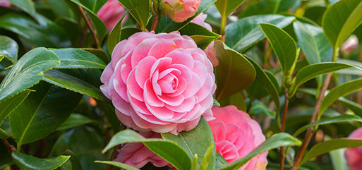 Terreau dite de bruyère pour les plantes d'intérieur